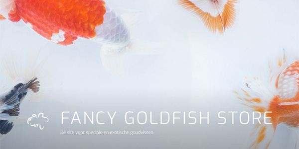 Fancy Goldfish Store