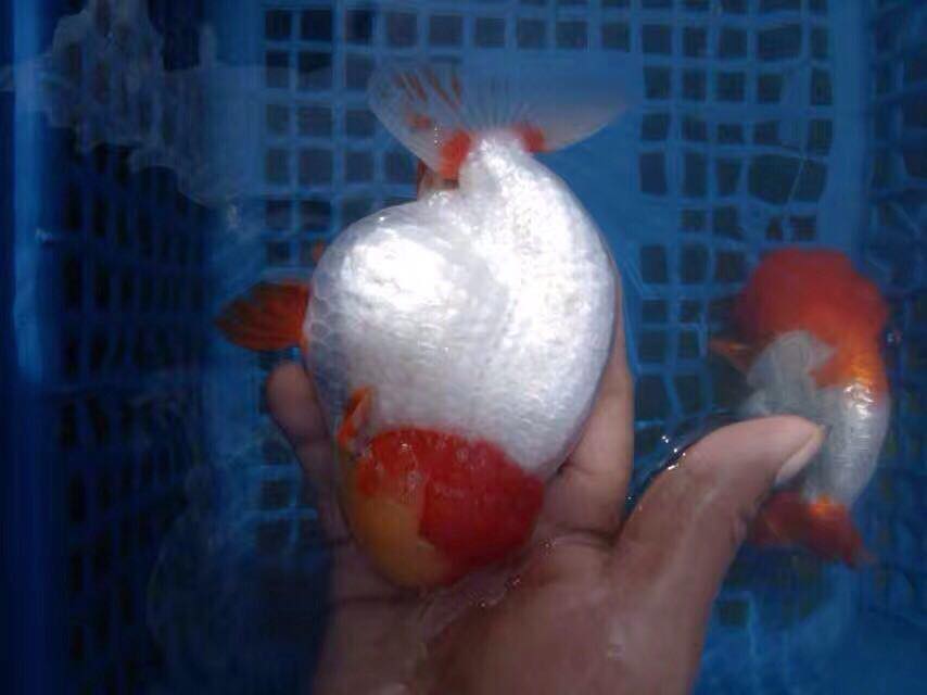 Ranchu time Fancy Goldfish Store