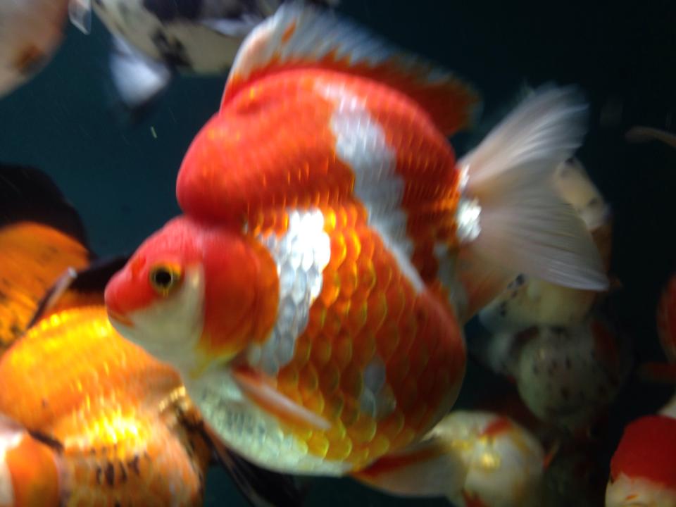 Some big jumbo Goldfish. Fancy Goldfish Store