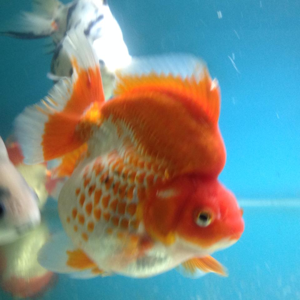 Some big jumbo Goldfish. Fancy Goldfish Store