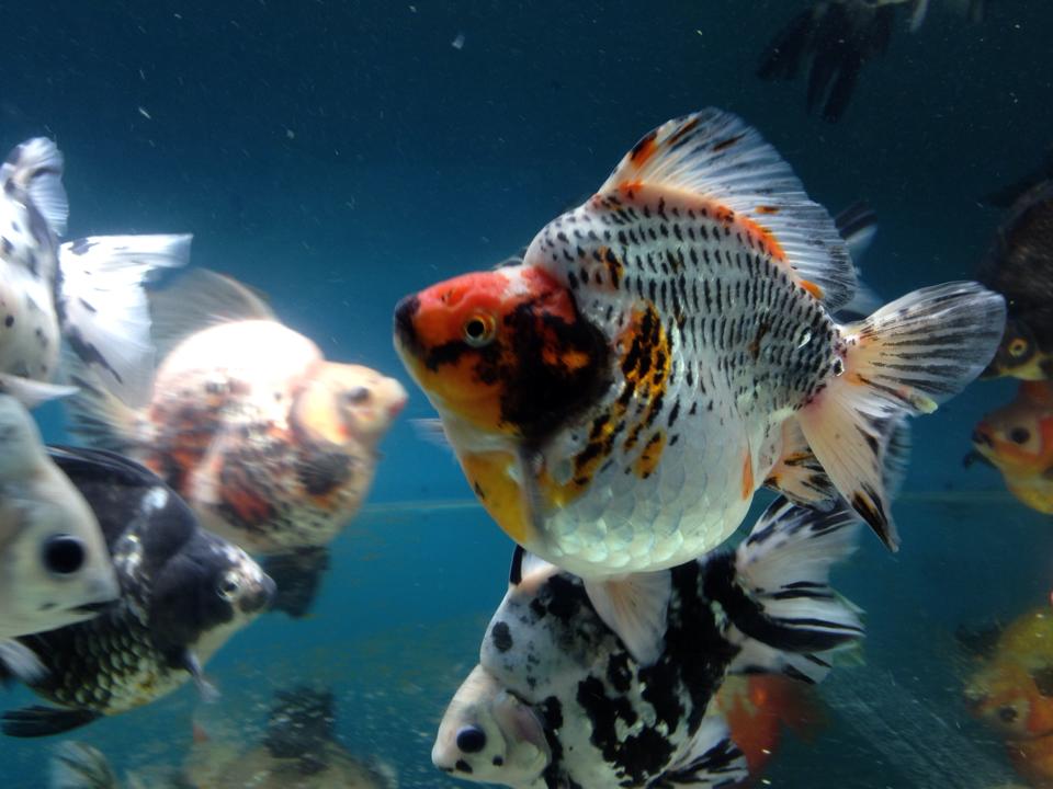 Some big jumbo Goldfish. Fancy Goldfish Store