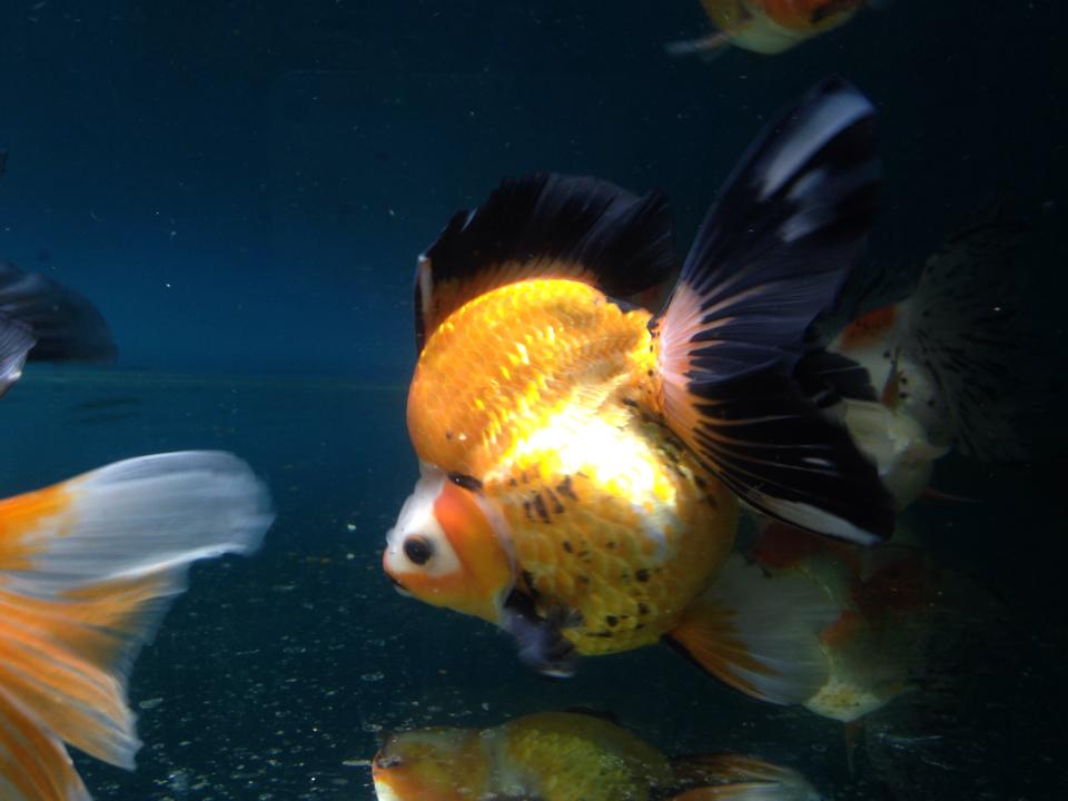 Some big jumbo Goldfish. Fancy Goldfish Store