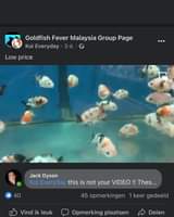 Kan een afbeelding zijn van 1 persoon en de tekst 'Goldfish Fever Malaysia Group Page Koi Everyday 3d. Low price Jack Dyson Koi Everyday this is not your VIDEO!! Thes... 40 45 opmerkingen Vind ik leuk keer gedeeld Opmerking plaatsen Delen'