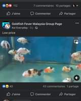 Kan een afbeelding zijn van de tekst '112 7 commentaires 10 partages J'aime Commenter Partager Goldfish Fever Malaysia Group Page Koi Everyday 3j. Low price 40 43 commentaires J'aime partage Commenter Partager'